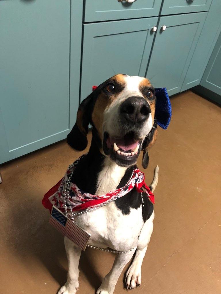 Clarabelle, an adoptable Treeing Walker Coonhound in South Charleston, OH, 45368 | Photo Image 2