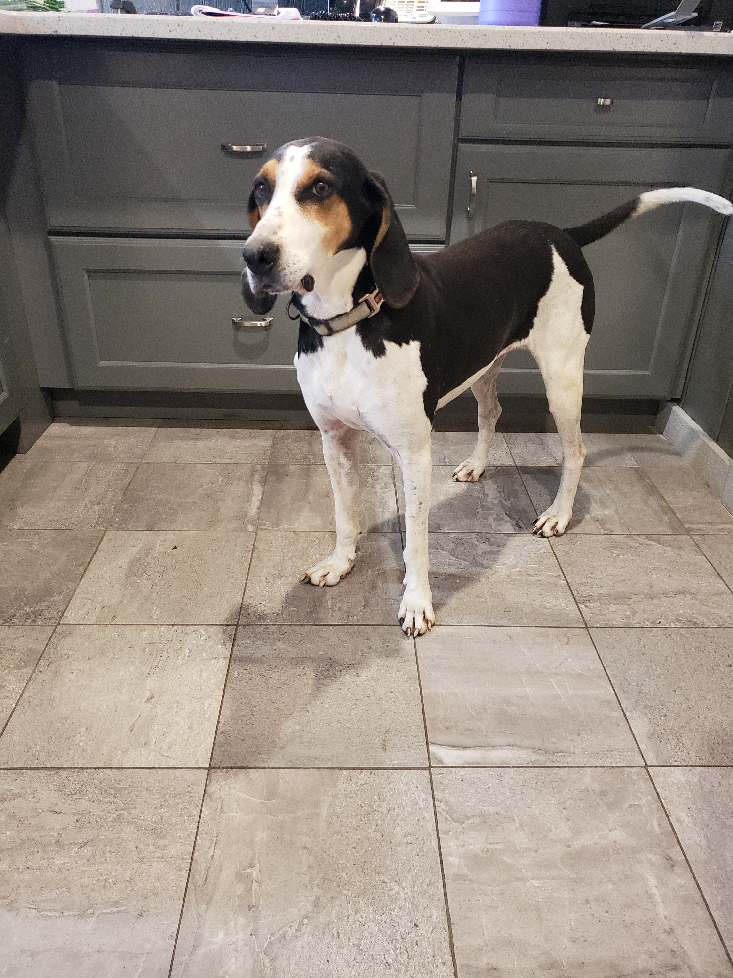 Clarabelle, an adoptable Treeing Walker Coonhound in South Charleston, OH, 45368 | Photo Image 3