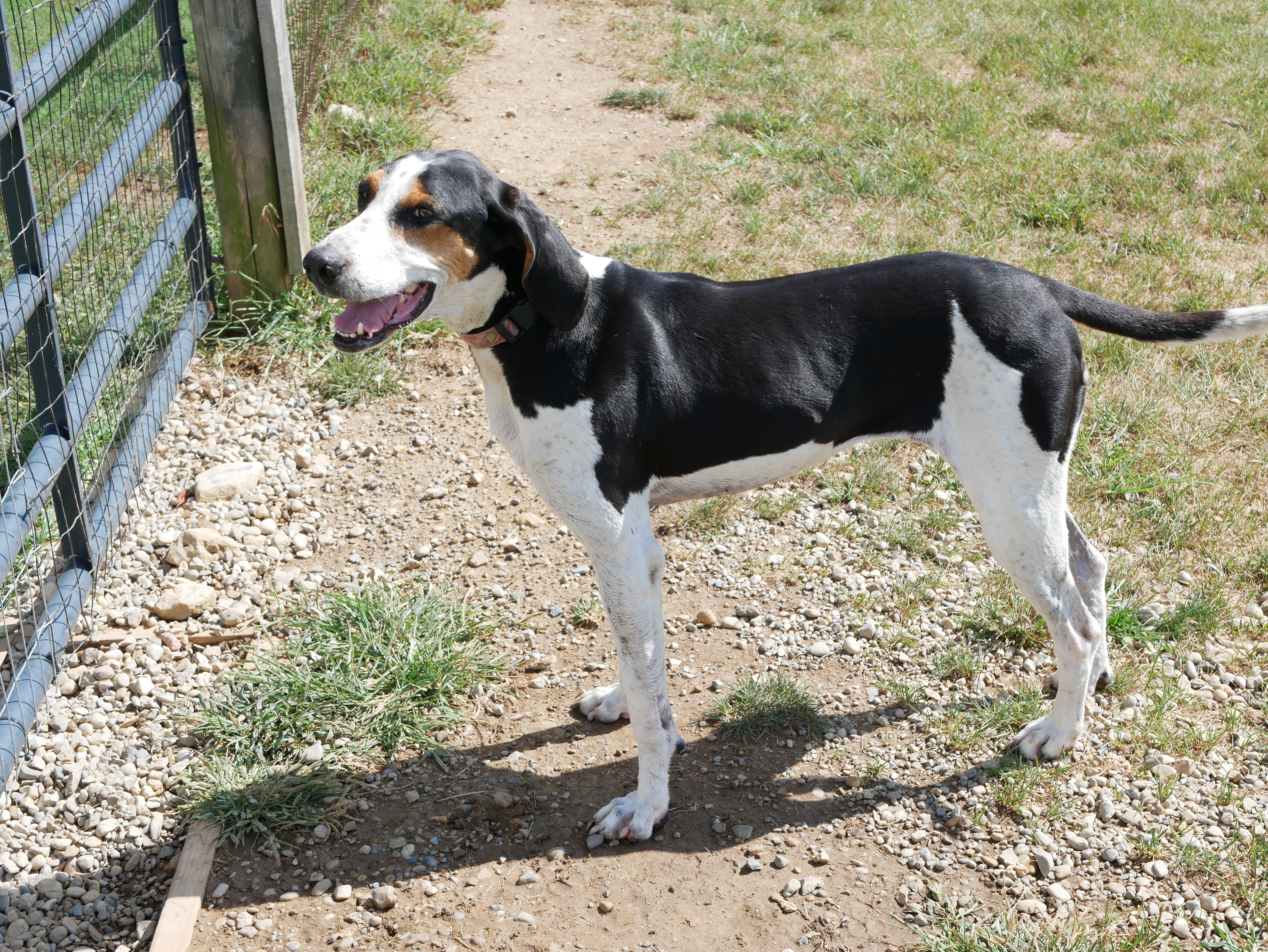 Clarabelle, an adoptable Treeing Walker Coonhound in South Charleston, OH, 45368 | Photo Image 1