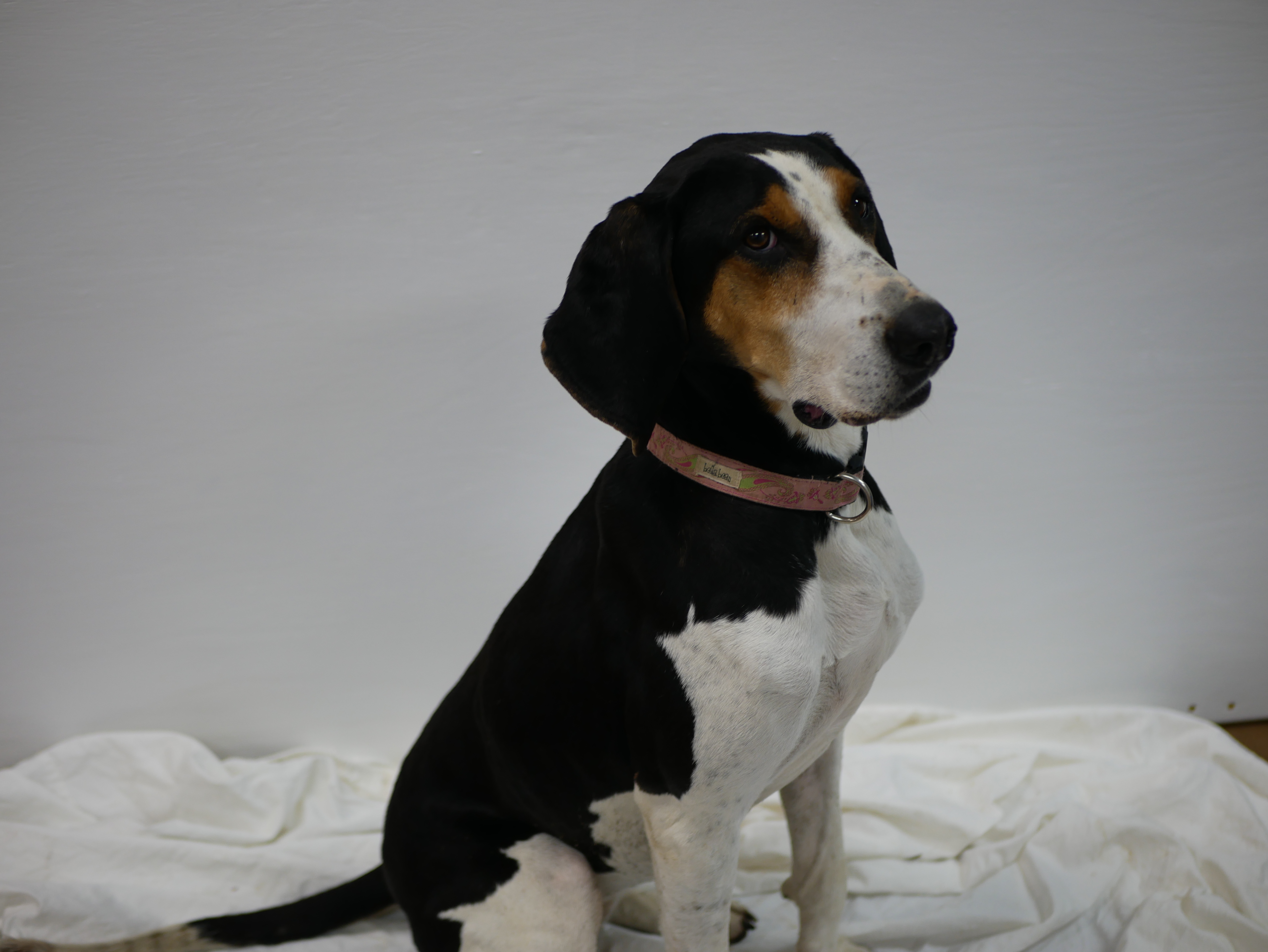 Clarabelle, an adoptable Treeing Walker Coonhound in South Charleston, OH, 45368 | Photo Image 4