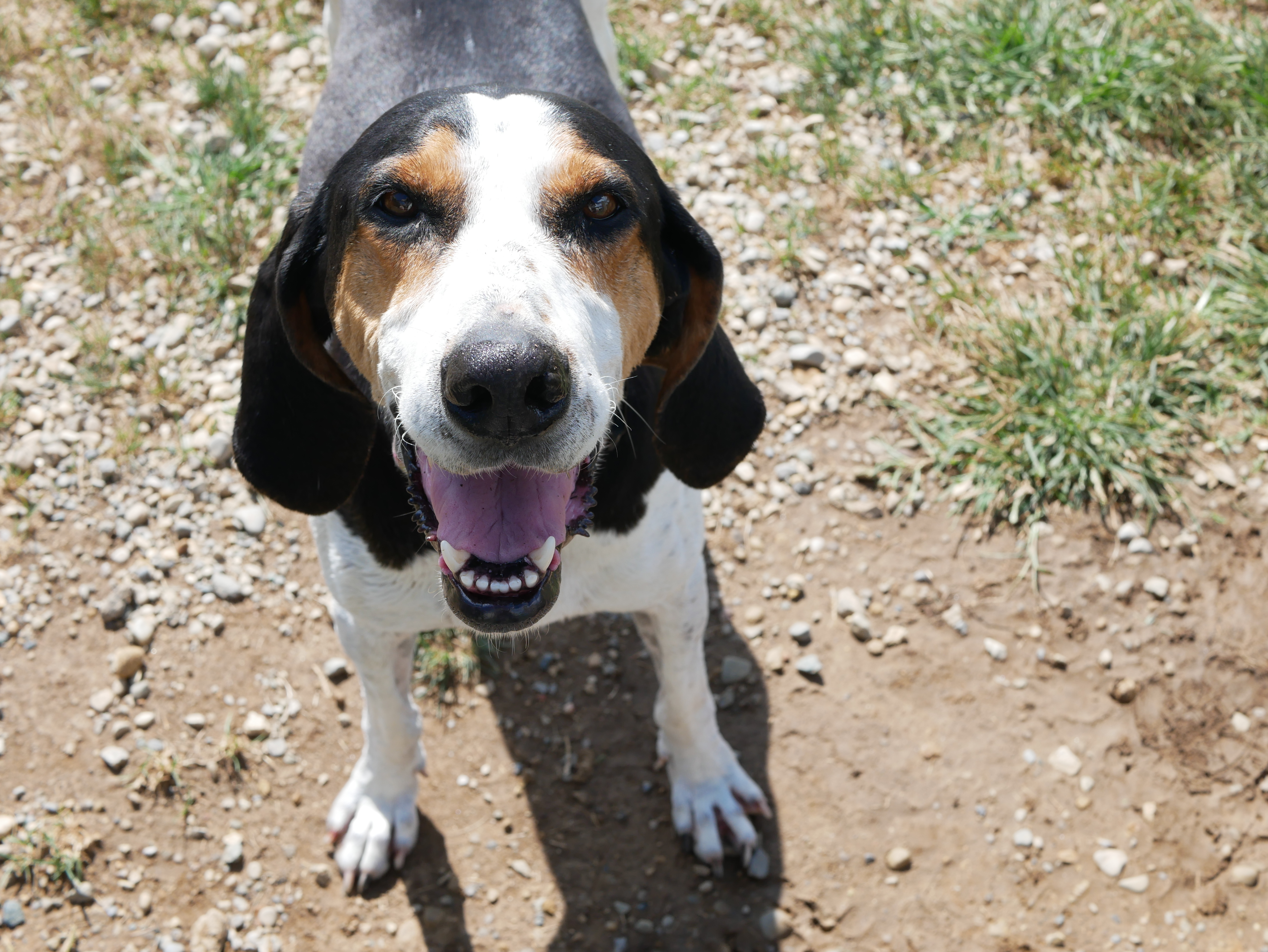 Clarabelle, an adoptable Treeing Walker Coonhound in South Charleston, OH, 45368 | Photo Image 5