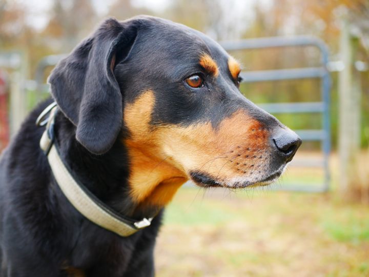 Tucker, an adopted Black and Tan Coonhound & Doberman Pinscher Mix in South Charleston, OH_image-1