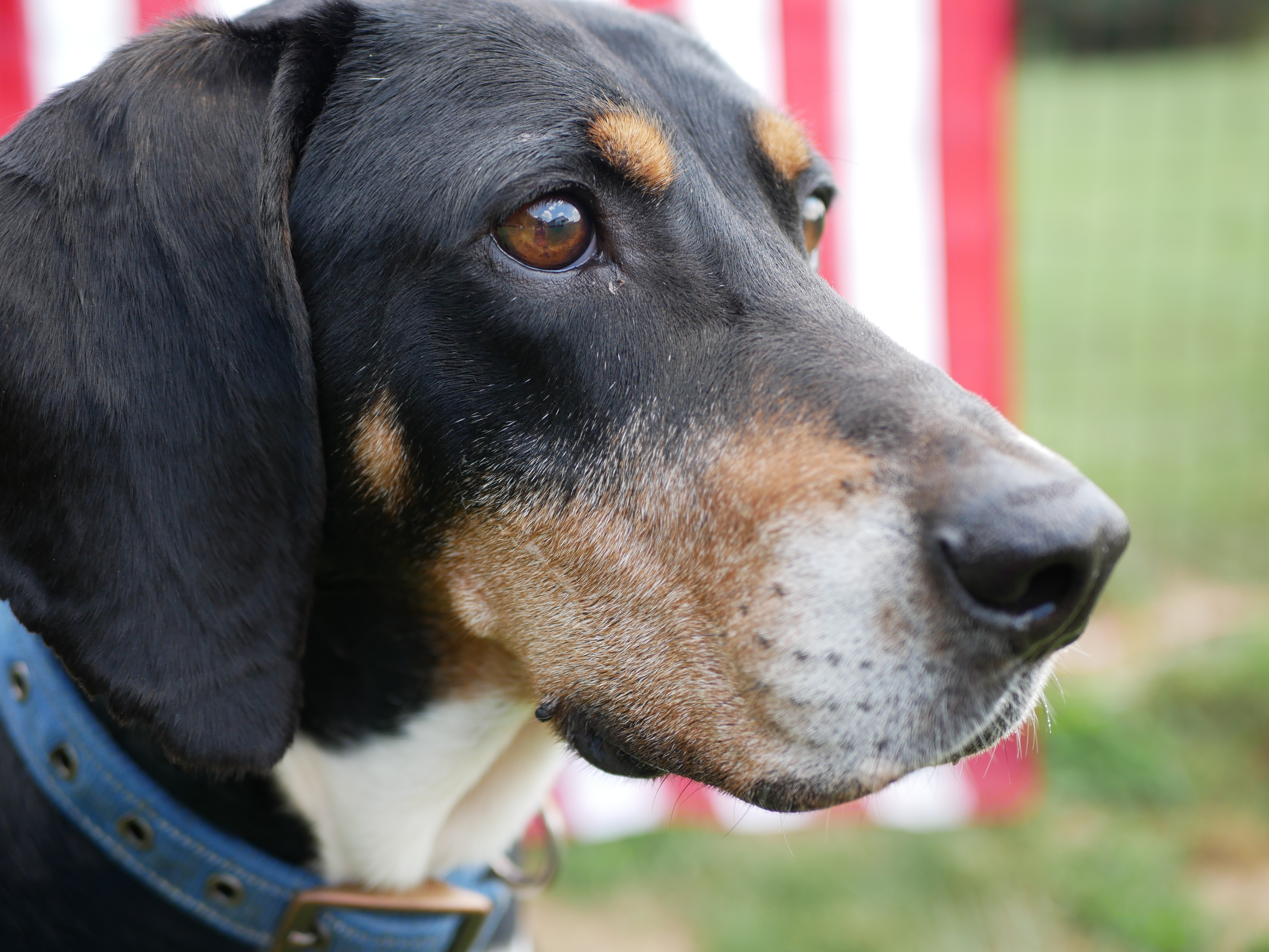 Dobby, an adoptable Treeing Walker Coonhound in South Charleston, OH, 45368 | Photo Image 3