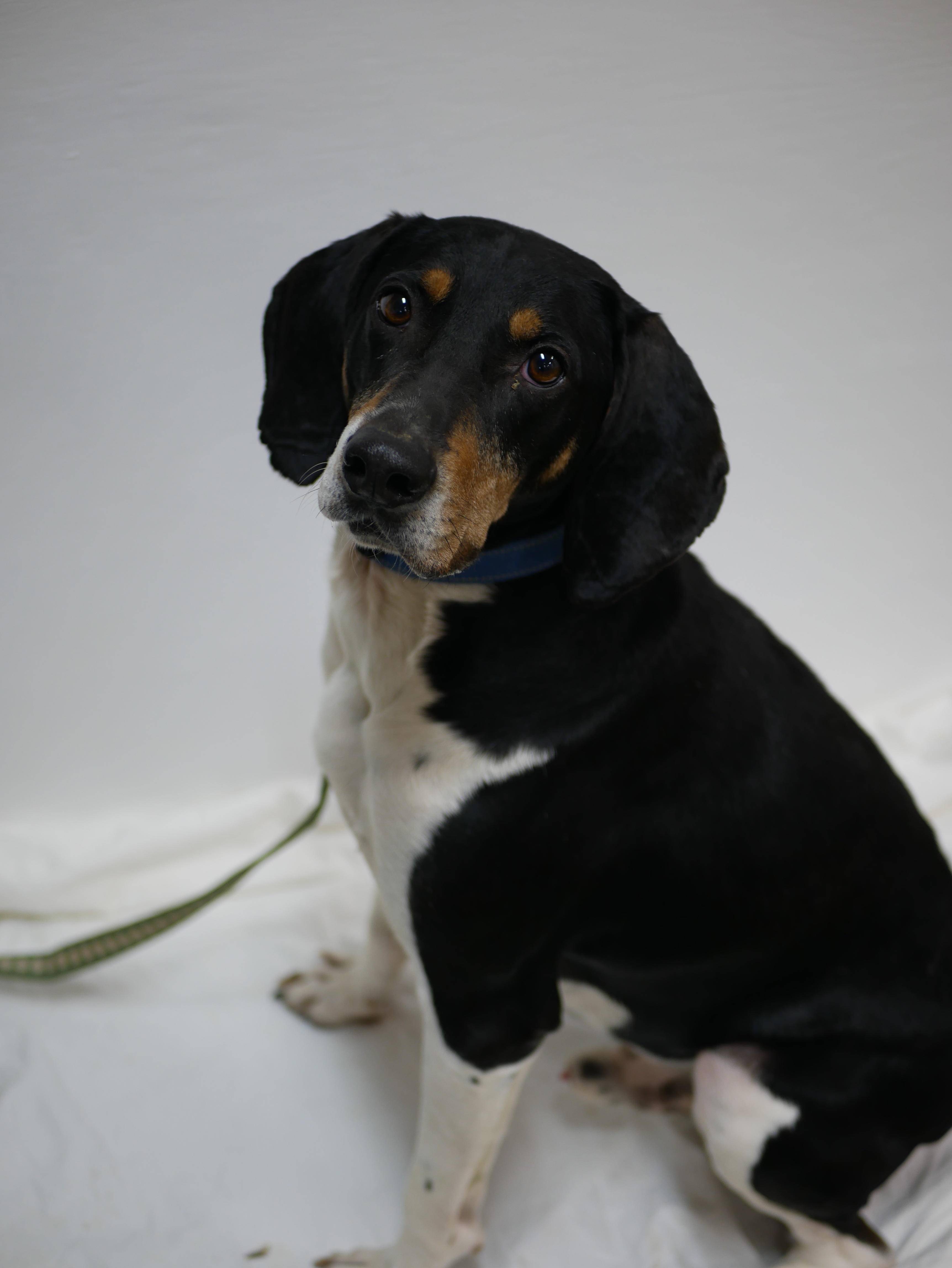 Dobby, an adoptable Treeing Walker Coonhound in South Charleston, OH, 45368 | Photo Image 4
