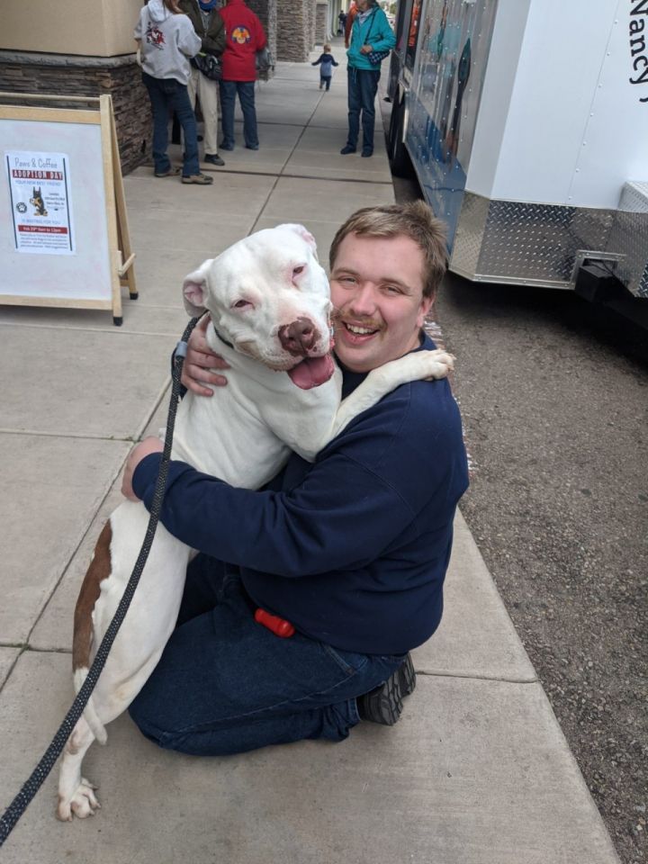 Snow, an adoptable American Staffordshire Terrier & American Bulldog Mix in Sierra Vista, AZ