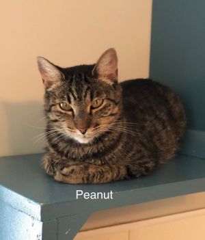 Peanut