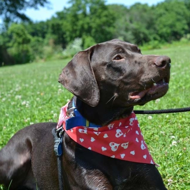 brown german shorthaired pointer lab mix