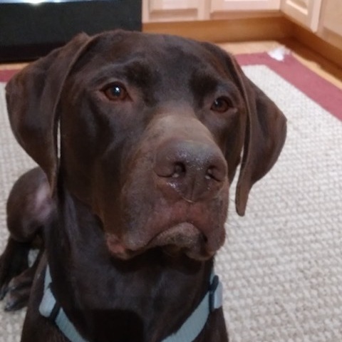 brown german shorthaired pointer lab mix