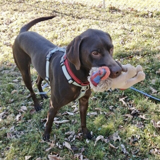 brown german shorthaired pointer lab mix