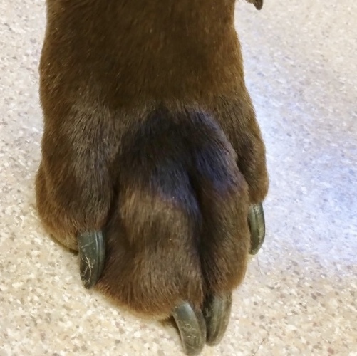 Winston, an adoptable Chocolate Labrador Retriever, German Shorthaired Pointer in Dillsburg, PA, 17019 | Photo Image 6