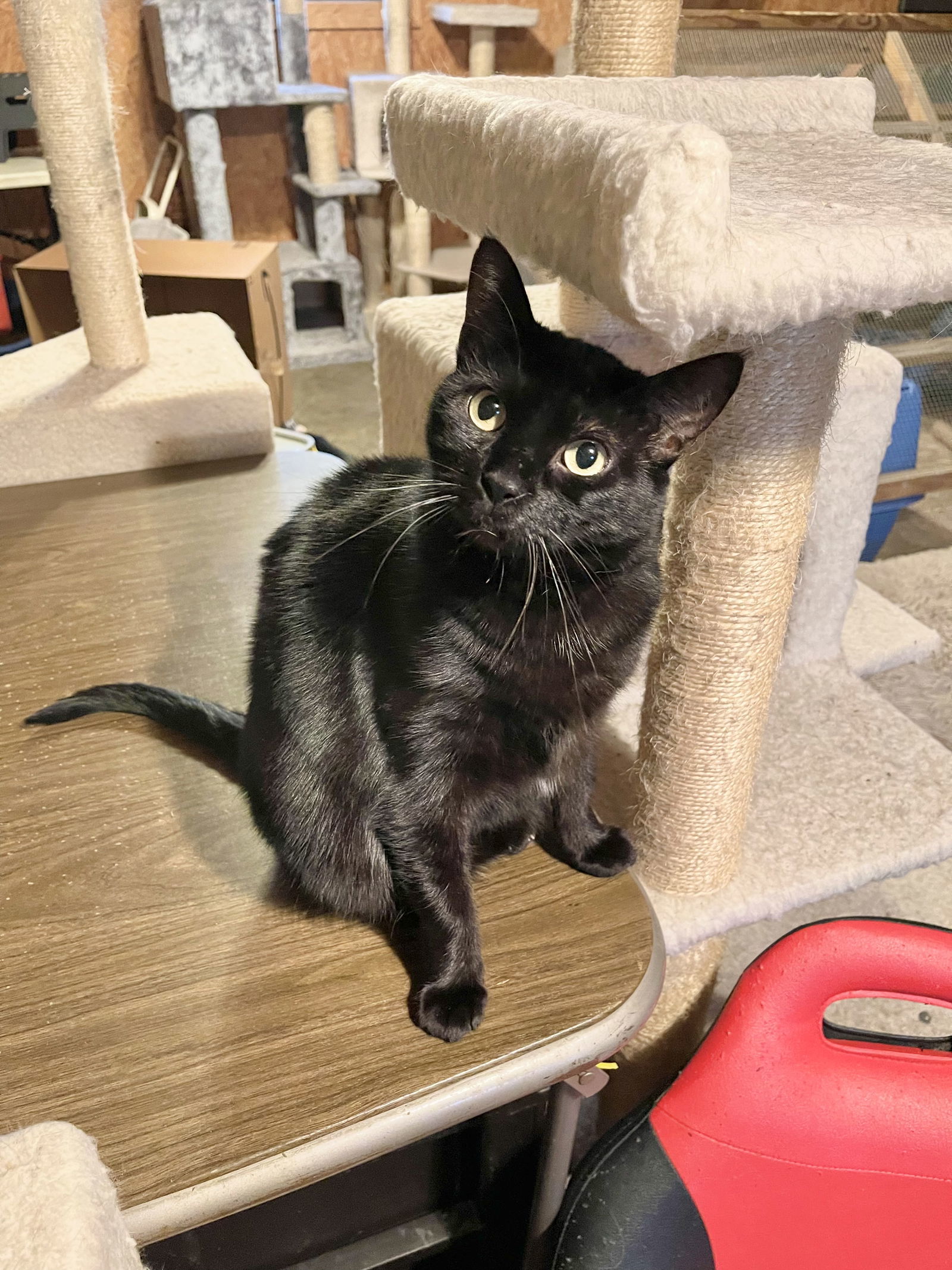 Cora, an adoptable Domestic Short Hair in Hammond, LA, 70403 | Photo Image 1