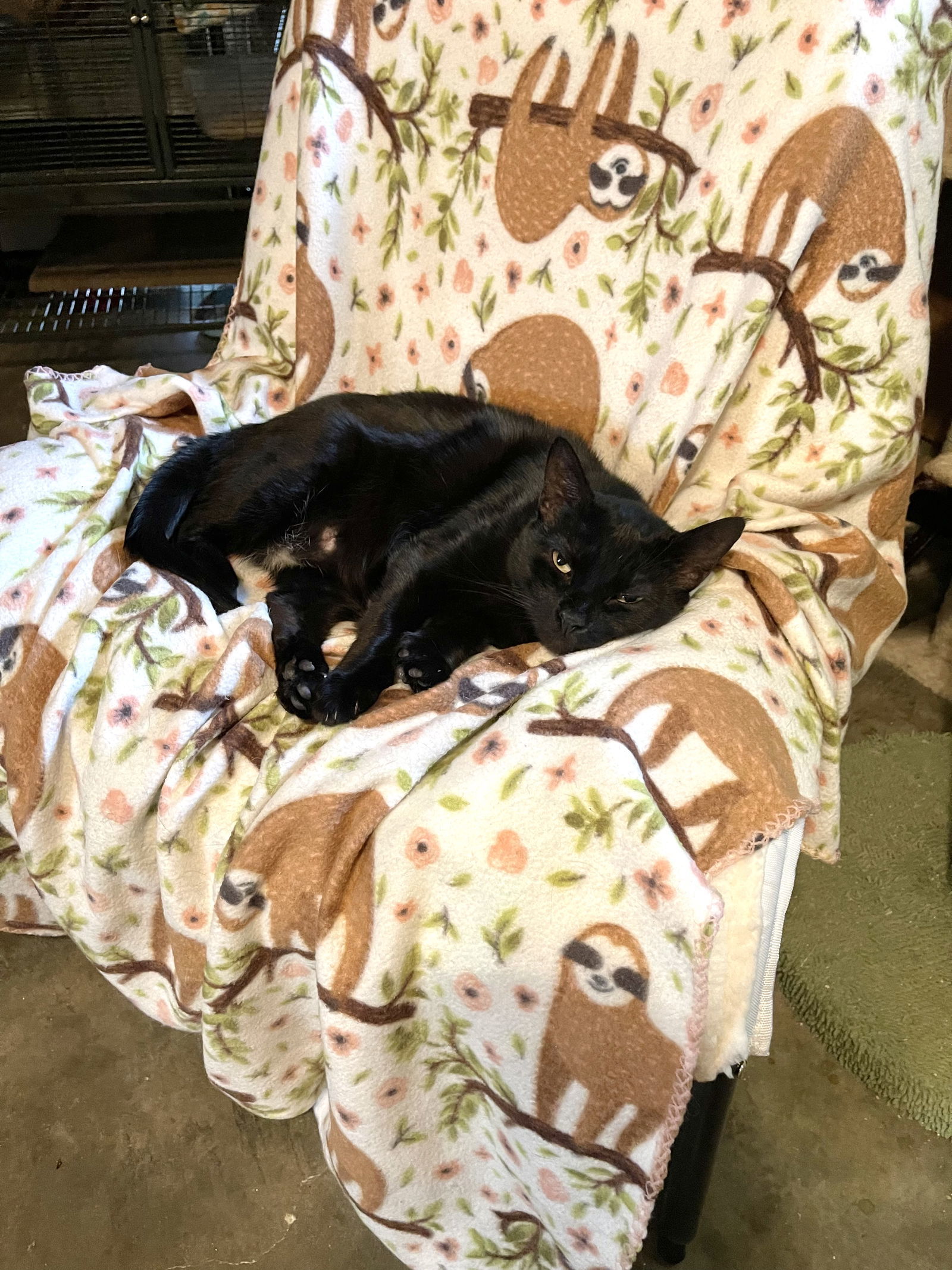 Cora