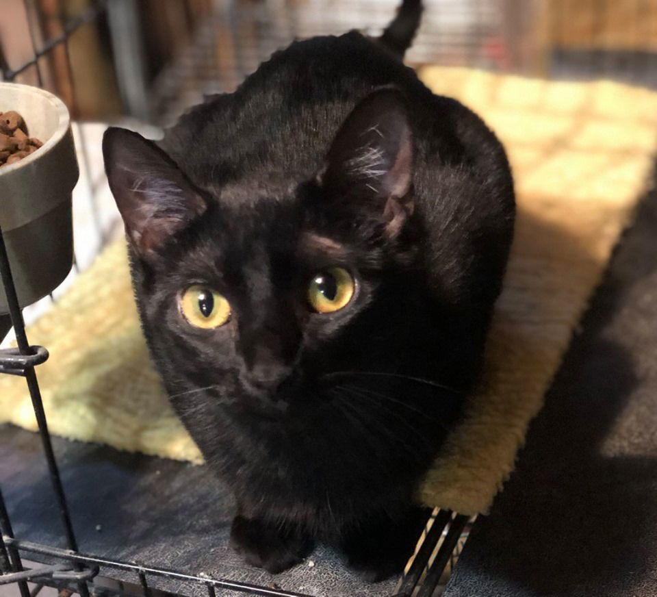 Susie, an adoptable Domestic Short Hair in Hammond, LA, 70403 | Photo Image 1