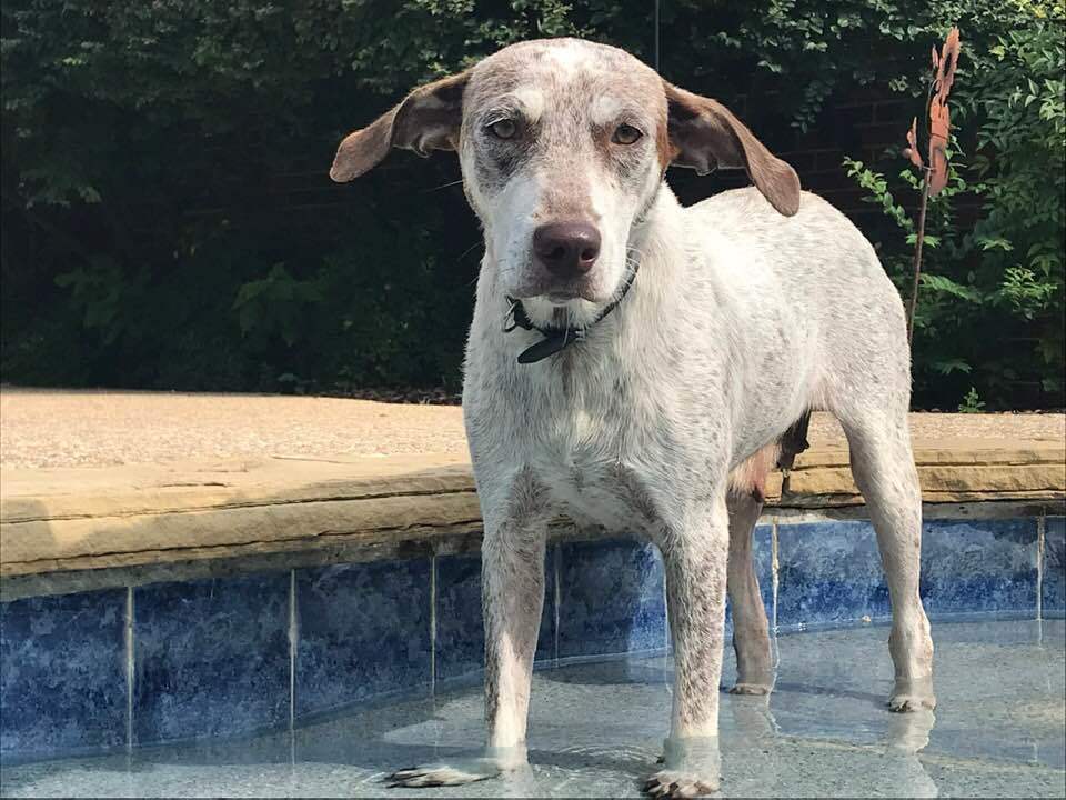 Addie, an adoptable English Pointer, Husky in Dallas, TX, 75207 | Photo Image 1