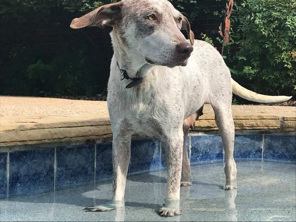 Addie, an adoptable English Pointer, Husky in Dallas, TX, 75207 | Photo Image 3