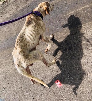 Addie, an adoptable English Pointer, Husky in Dallas, TX, 75207 | Photo Image 4