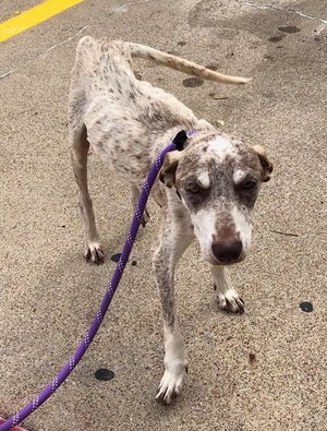 Addie, an adoptable English Pointer, Husky in Dallas, TX, 75207 | Photo Image 5