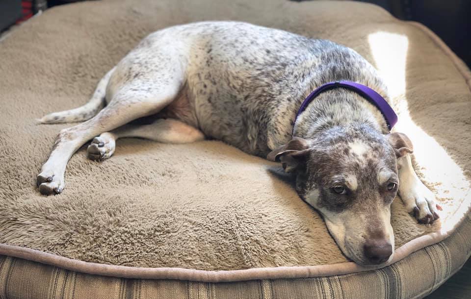 Addie, an adoptable English Pointer, Husky in Dallas, TX, 75207 | Photo Image 10
