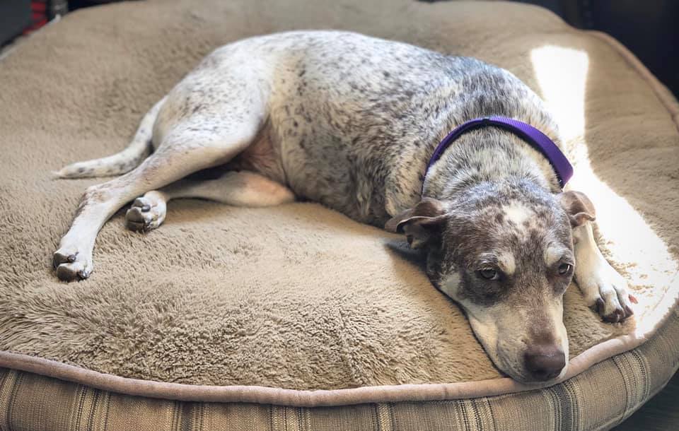 Addie, an adoptable English Pointer, Husky in Dallas, TX, 75207 | Photo Image 6