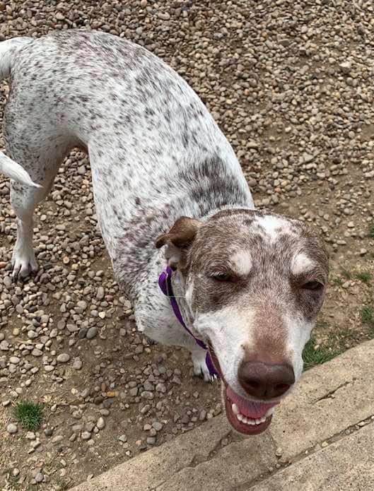 Addie, an adoptable English Pointer, Husky in Dallas, TX, 75207 | Photo Image 7