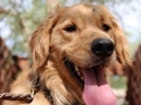 Dog For Adoption Raleigh A Golden Retriever In Los Angeles Ca