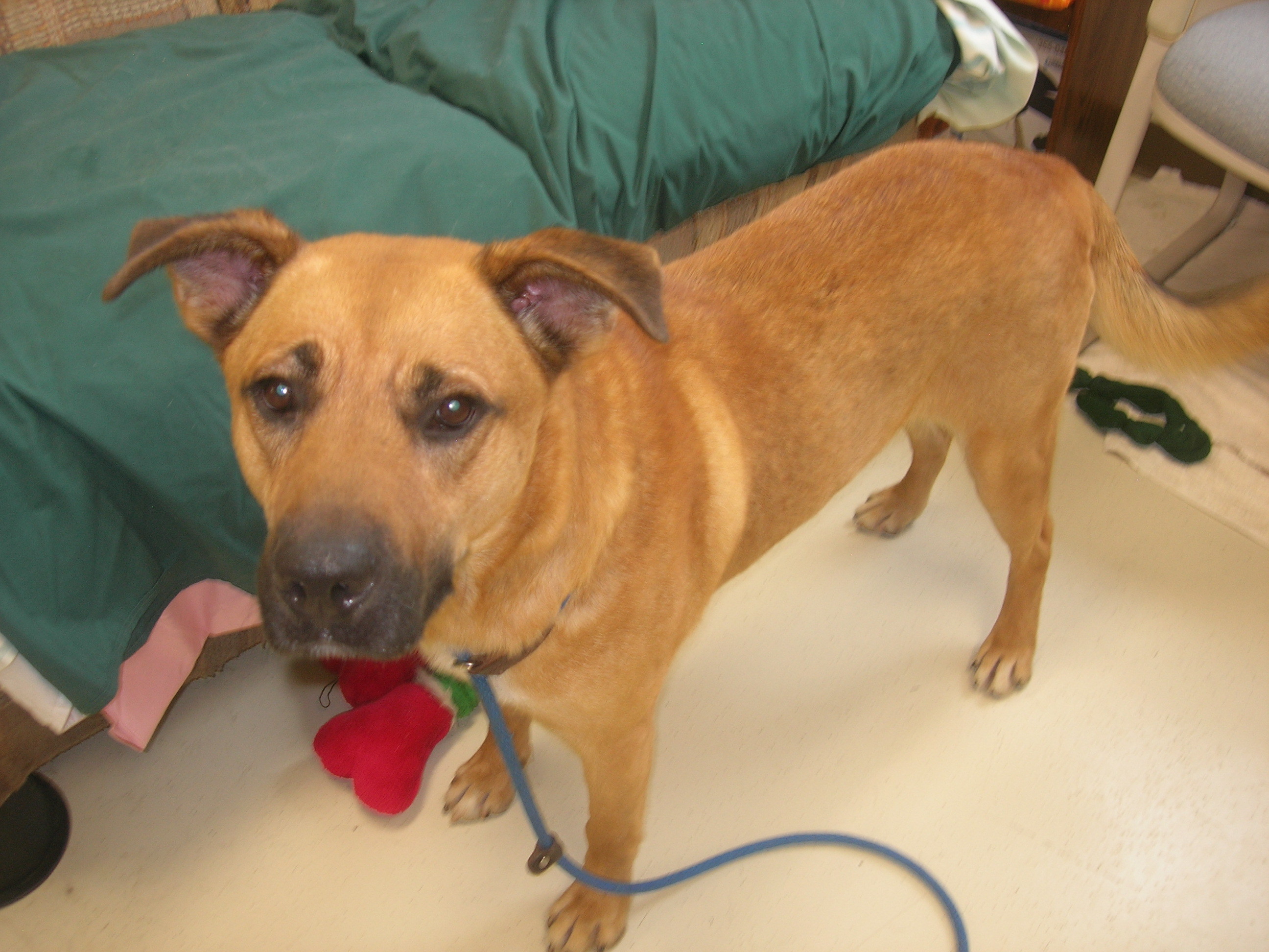 Clayton, an adoptable Shepherd in Springfield, OH, 45502 | Photo Image 1