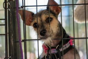 . Eugene PR Terrier .