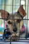 . Eugene PR Terrier .