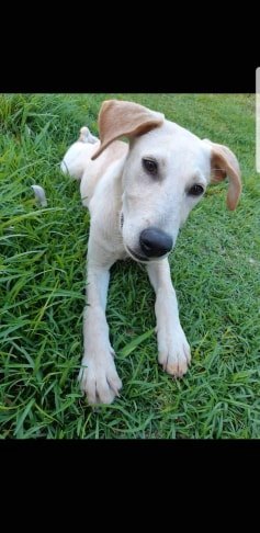 . Oro PR Retriever .