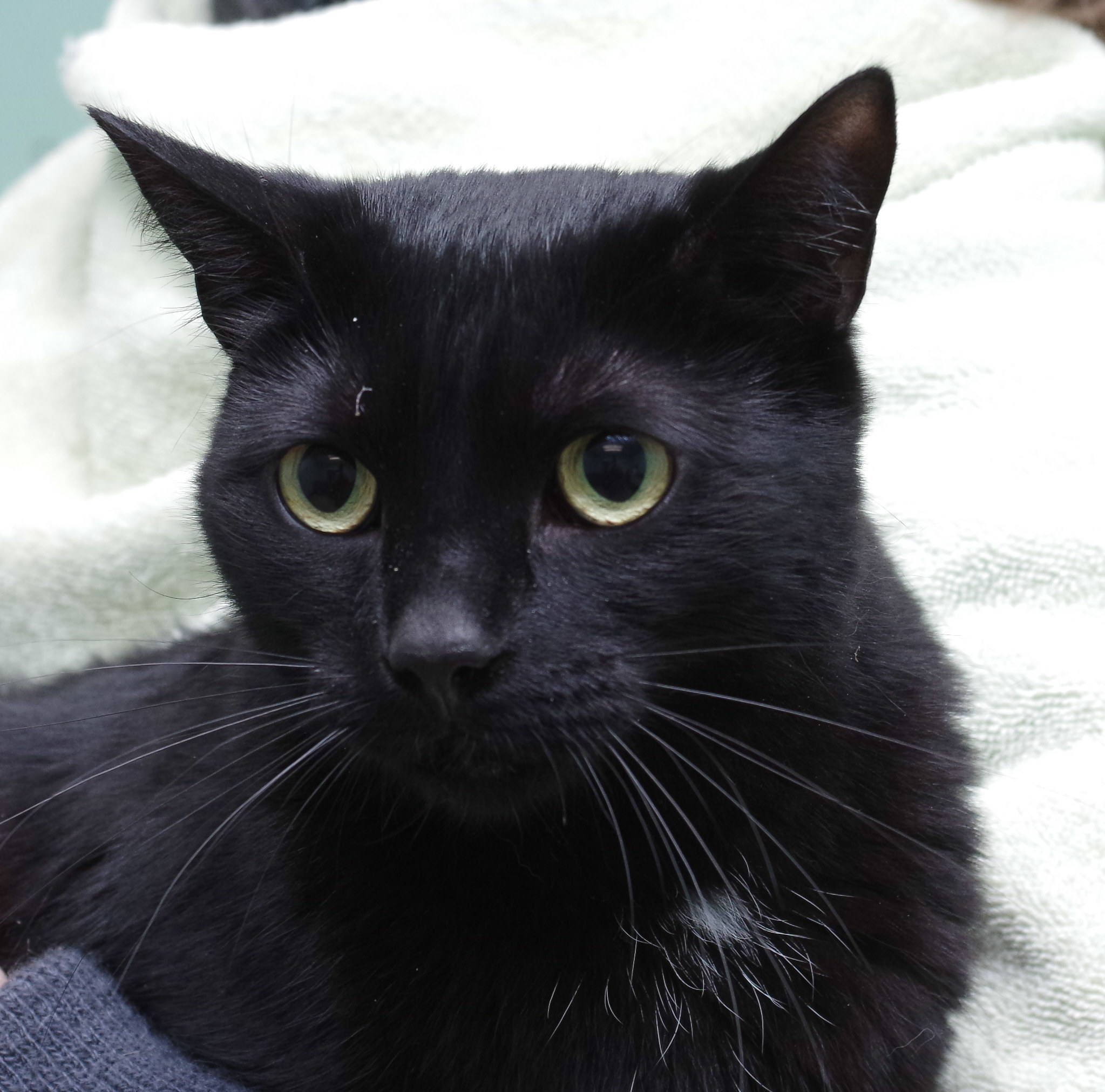Marilyn, an adoptable Domestic Short Hair in Olean, NY, 14760 | Photo Image 1