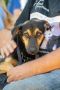 . Theona PR Baladi Pup .