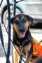 . Theona PR Baladi Pup .
