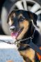. Theona PR Baladi Pup .