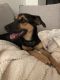 . Theona PR Baladi Pup .