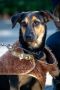 . Theona PR Baladi Pup .