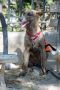 . Yana PR Baladi pup .