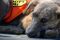 . Yana PR Baladi pup .