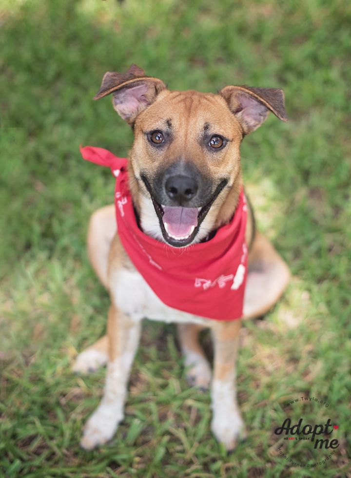 Strawberry, an adopted Black Mouth Cur & Carolina Dog Mix in Kingwood, TX_image-1