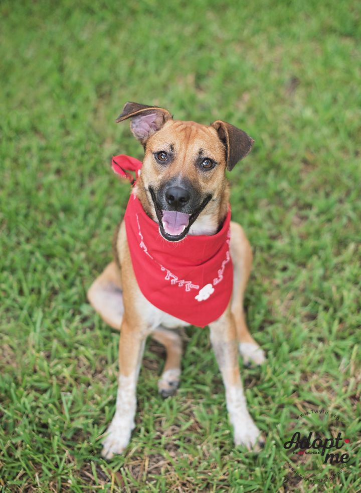 Strawberry, an adopted Black Mouth Cur & Carolina Dog Mix in Kingwood, TX_image-2