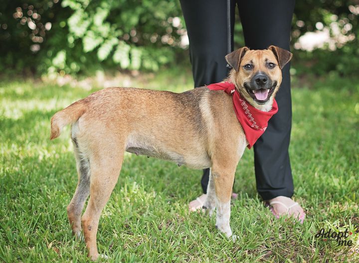 Strawberry, an adopted Black Mouth Cur & Carolina Dog Mix in Kingwood, TX_image-4