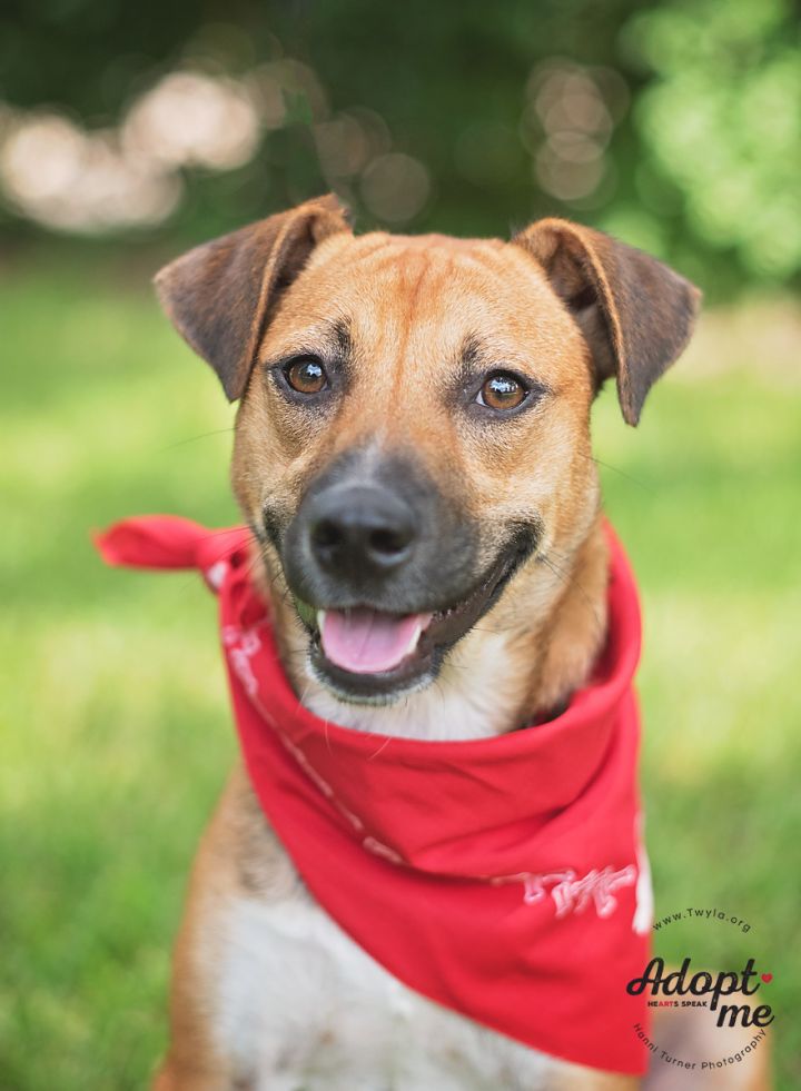 Strawberry, an adopted Black Mouth Cur & Carolina Dog Mix in Kingwood, TX_image-5