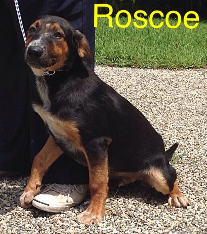 Roscoe 2