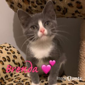 Brenda- 90210 themed litter