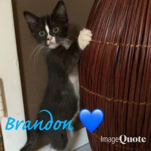 Brandon- 90210 themed litter