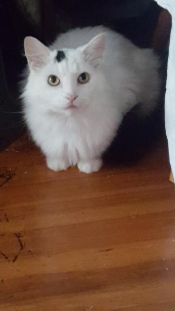 Cat For Adoption Dr Cobra A Maine Coon Domestic Long Hair