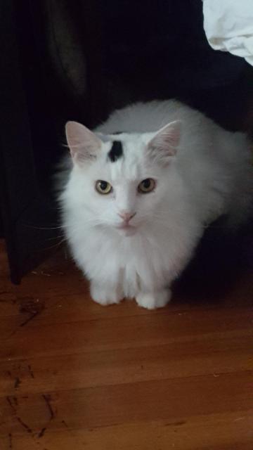 Cat For Adoption Dr Cobra A Maine Coon Domestic Long Hair