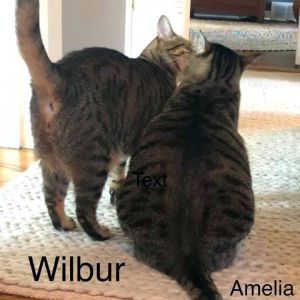 Amelia & Wilbur