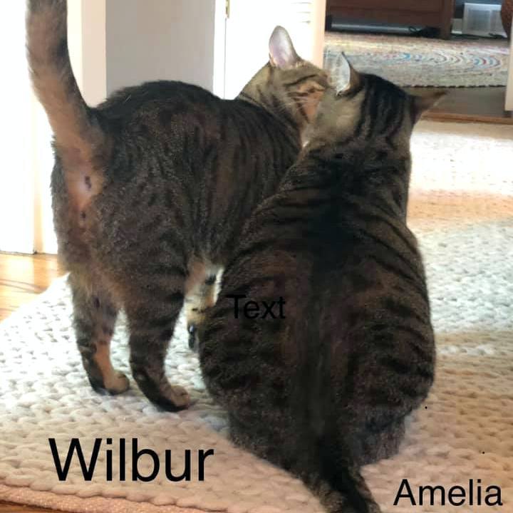 Amelia & Wilbur 1