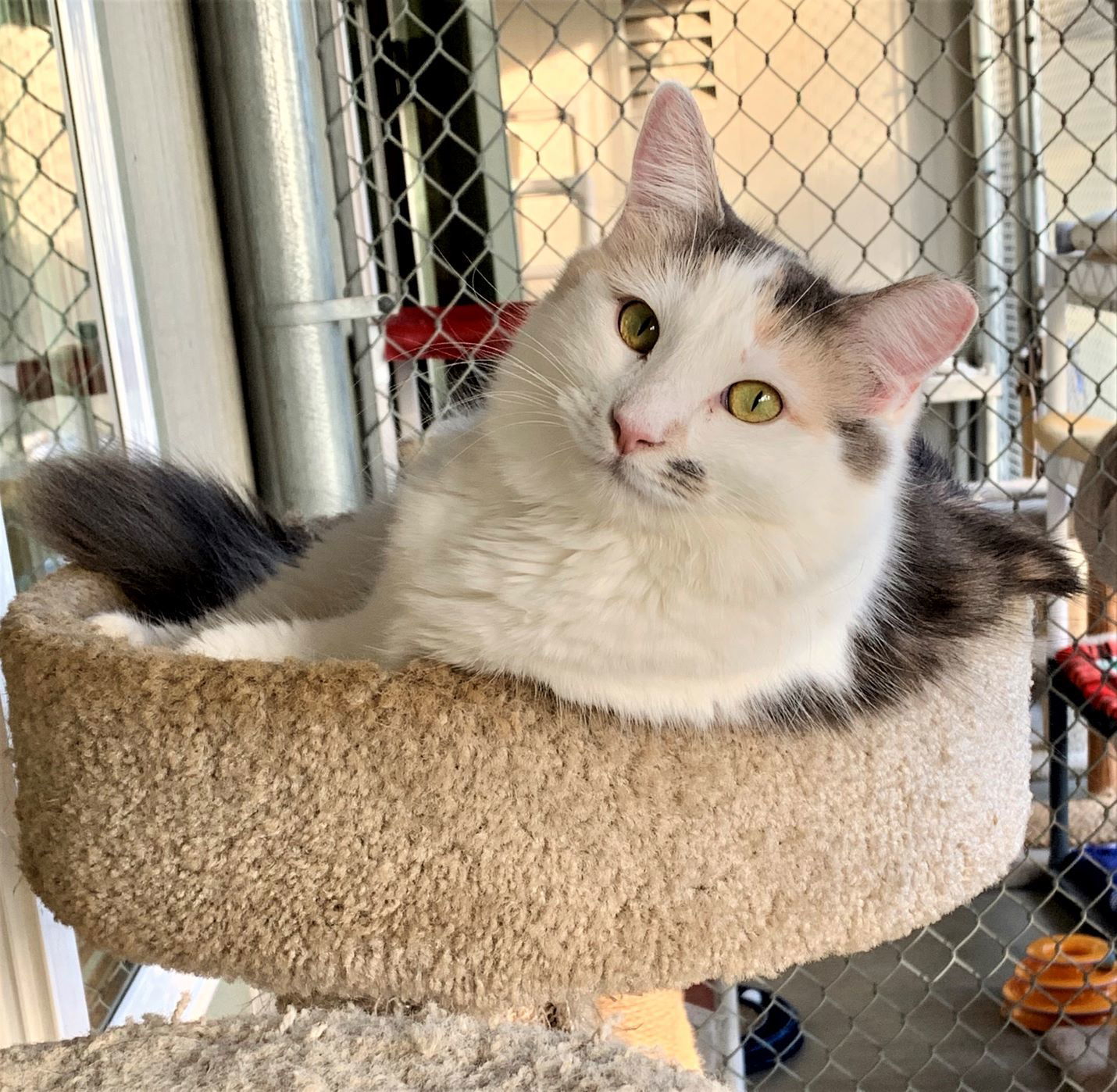 Angelique, an adoptable Domestic Long Hair in Seal Beach, CA, 90740 | Photo Image 1