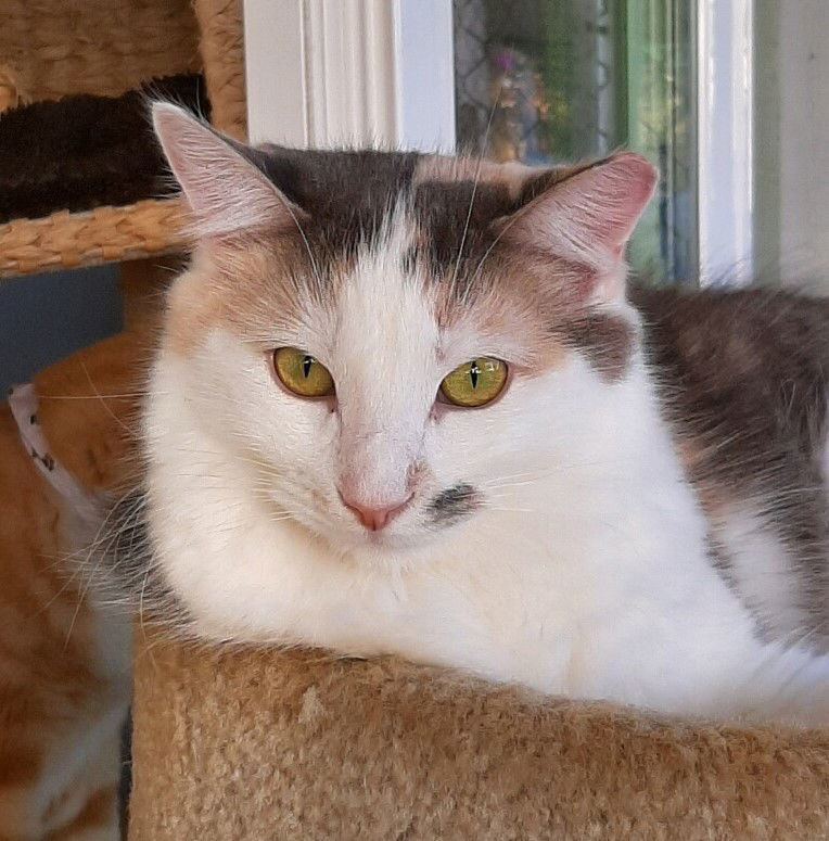 Angelique, an adoptable Domestic Long Hair in Seal Beach, CA, 90740 | Photo Image 3